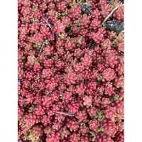 GRDplanten 6x Sedum album 'Coral Carpet'