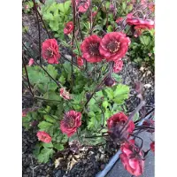 GRDplanten 6x Nagelkruid - Geum riv. 'Flames of Passion' | 9x9 cm pot