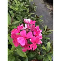 GRDplanten 6x Vlamboem - Phlox (p) 'Tenor' | 9x9 cm pot