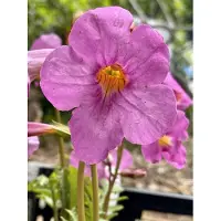 GRDplanten 6x Tuingloxinia - Incarvillea delavayi | 9x9 cm pot