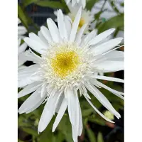 GRDplanten 6x Margriet - Leucanthemum (s) 'Christ. Hagemann' | 9x9 cm pot