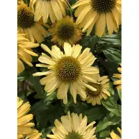 GRDplanten 6 x Echinacea purpurea 'Sunseekers Yellow' - Zonnehoed - Pot van 9x9 cm