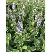 GRDplanten 6x Kranssalie - Salvia nem. Crystal Blue' | 9x9 cm pot