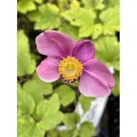 GRDplanten 6x Herfstanemoon, Japanse Anemoon - Anemone hupehensis 'Splendens' | 9x9 cm pot