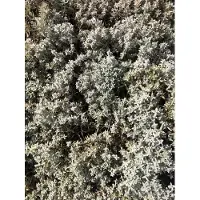 Brandless 6 x Cerastium biebersteinii 'Yoyo' - Hoornbloem in pot van 9x9 cm