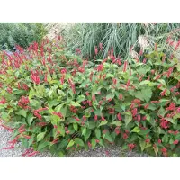 GRDplanten 6 x *Persicaria amplexicaulis* 'Lisan' - Kaarsknöterich - Pot van 9x9 cm
