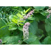 GRDplanten 6x Muskaatsalie - Salvia Sclarea | 9x9 cm pot (tweejarige plant)