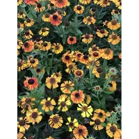 GRDplanten 6 x Helenium hybr. 'Short'n Sassy' – Zonnebloem – Pot van 9x9 cm