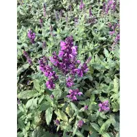 GRDplanten 6x Kranssalie - Salvia nem. 'Pink Friesland' | 9x9 cm pot