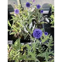 GRDplanten 6 x Echinops ritro 'Veitch's Blue' – Boldistel - Pot van 9x9 cm