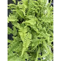 GRDplanten 6x Mannetjesvaren - Dryopteris f.-m. 'Barnesii' | 9x9 cm pot