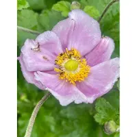 GRDplanten 6x Herfstanemoon, Japanse Anemoon - Anemone hupehensis 'September Charm' | 9x9 cm pot