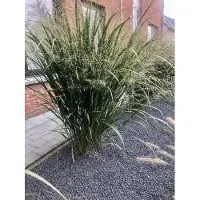 Brandless 6x Vingergras - Panicum virgatum 'Northwind' | 9x9 cm pot