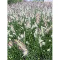 Brandless 6x Lampenpoetsergras , Borstelveergras - Pennisetum alopecuroides ‘Little Bunny' | 9x9 cm pot