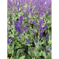 GRDplanten 6x Kranssalie - Salvia nem. Viola Klose' | 9x9 cm pot