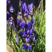 GRDplanten 6x Baardloze Iris - Iris Siberica 'Blue King' | 9x9 cm pot