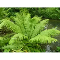 GRDplanten 6x Bekervaren - Matteuccia Struthiopteris | 9x9 cm pot