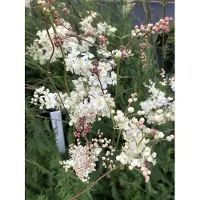 GRDplanten 6 x Filipendula vulgaris - Kleine duizendblad - pot van 9x9 cm