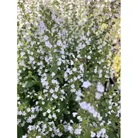 Brandless 6x Bergsteentijm - Calamintha nepeta ssp. nepeta | 9x9 cm pot