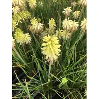 GRDplanten 6x Vuurpijl, fakkellelie - Kniphofia citrina | 9x9 cm pot