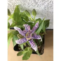 GRDplanten 6 x Tricyrtis hirta - Kikvorsorchis - Pot van 9x9 cm