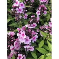 GRDplanten 6x Vlambloem - Phlox paniculata 'Bright Eyes' | 9x9 cm pot