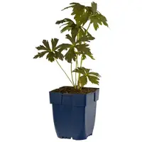 Griffioen - Geranium macul. 'Espresso'