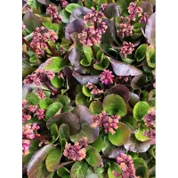 Brandless 6 x Bergenia 'Rosi Klose' - Bergenia (ook wel bekend als schusterplant) in pot, 9x9 cm