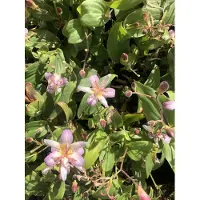 GRDplanten 3x Paddenlelie, armeluisorchidee - Tricyrtis hirta 'Tojen' | 9x9 cm pot