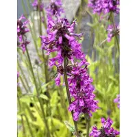 GRDplanten 6x Ezelsoor - Stachys officinalis | 9x9 cm pot