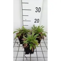 GRDplanten 6x Fijnstraal - Erigeron hybr. 'Professor Korodi' | 9x9 cm pot