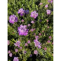 GRDplanten 6x Scheefbloem - Iberis semp. 'Absolutely Amethyst' | 9x9 cm pot