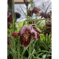 GRDplanten 6x Kievitsbloem - Fritillaria meleagris | 9x9 cm pot
