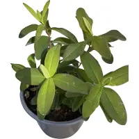 GRDplanten 12x Herfsthooi, Sint Janskruid - Hypericum calycinum | 9x9 cm pot