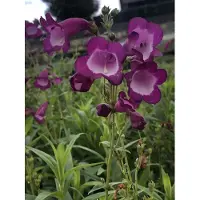 GRDplanten 6x Slangekop - Penstemon hybr. 'Purple Passion' | 9x9 cm pot