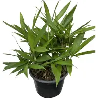 GRDplanten Sasa tsuboiana | pot 2 liter | pot 2 liter