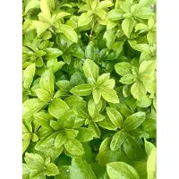 GRDplanten 12x Schaduwkruid - Pachysandra terminalis | 9x9 cm pot