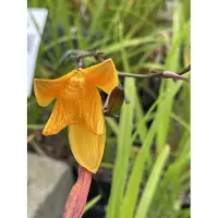 GRDplanten 6x Daglelie - Hemerocallis hybr. 'Corky' | 9x9 cm pot