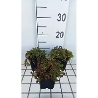 GRDplanten 6x Sedum album 'Murale'