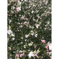 GRDplanten 6 x Gaura lindheimeri 'Corrie's Gold' (ook bekend als Oenothera lindheimeri) – Prachtkerze - pot van 9x9 cm