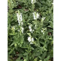 GRDplanten 6x Salie - Salvia nem. 'Schneehügel' | 9x9 cm pot
