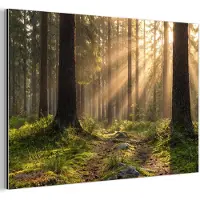 MuchoWow Aluminium schilderij 180x120 cm - Wanddecoratie metaal - Bos - Zonlicht - Gras - Metalen muurdecoratie woonkamer - Decoratie industrieel - Foto op dibond - Industriële accessoires slaapkamer