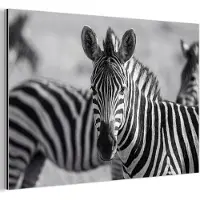 MuchoWow Aluminium schilderij 90x60 cm - Wanddecoratie metaal - Zebra's - Zwart - Wit - Metalen muurdecoratie woonkamer - Decoratie industrieel - Foto op dibond - Industriële accessoires slaapkamer