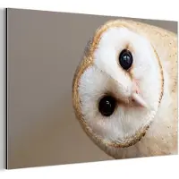 MuchoWow Aluminium schilderij 120x80 cm - Wanddecoratie metaal - Uil - Bruin - Wit - Metalen muurdecoratie woonkamer - Decoratie industrieel - Foto op dibond - Industriële accessoires slaapkamer