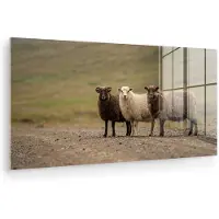 MuchoWow Glasschilderij 40x20 cm - Schilderij acrylglas - Schapen - Bruin - Wit - Grindpad - Foto op glas - Muurdecoratie woonkamer - Wanddecoratie slaapkamer - Schilderijen