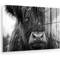 MuchoWow Glasschilderij 30x20 cm - Schilderij acrylglas - Schotse hooglander - Zwart - Wit - Sneeuwvlokken - Foto op glas - Muurdecoratie woonkamer - Wanddecoratie slaapkamer - Schilderijen