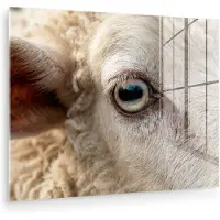 MuchoWow Glasschilderij 40x30 cm - Schilderij acrylglas - Schaap - Oog - Wit - Foto op glas - Muurdecoratie woonkamer - Wanddecoratie slaapkamer - Schilderijen