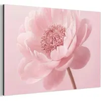 MuchoWow Aluminium schilderij 150x100 cm - Wanddecoratie metaal - Bloem - Pioenroos - Roze - Metalen muurdecoratie woonkamer - Decoratie industrieel - Foto op dibond - Industriële accessoires slaapkamer
