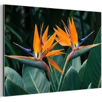 MuchoWow Aluminium schilderij 120x80 cm - Wanddecoratie metaal - Paradijsvogel - Bloem - Exotisch - Metalen muurdecoratie woonkamer - Decoratie industrieel - Foto op dibond - Industriële accessoires slaapkamer