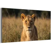 MuchoWow Aluminium schilderij 120x60 cm - Wanddecoratie metaal - Leeuwin - Gras - Geel - Metalen muurdecoratie woonkamer - Decoratie industrieel - Foto op dibond - Industriële accessoires slaapkamer